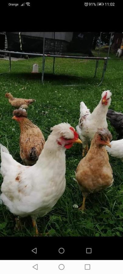 Agroturystyka Pod Lasem Poronin Dış mekan fotoğraf